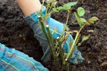 Plantando rosas na primavera