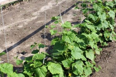 Cultivo de pepinos em terreno aberto