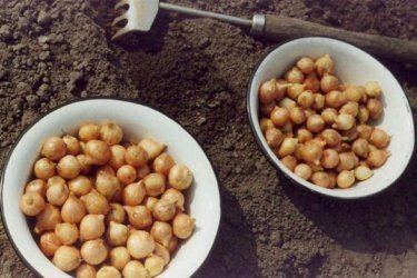 Preparando conjuntos de cebola para plantio. Dicas para iniciantes