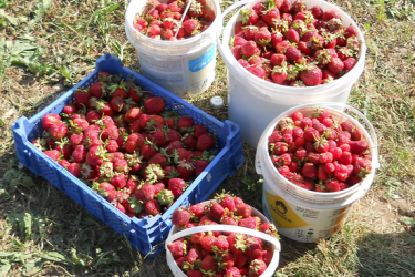 Críticas sobre o cultivo de morangos