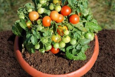 tomates de interior