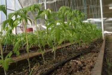 plantando tomates em uma estufa