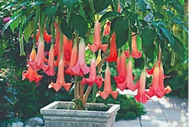 Cultivo de Brugmansia