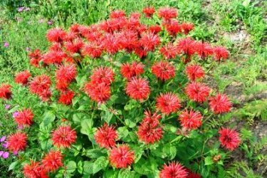 Monarda