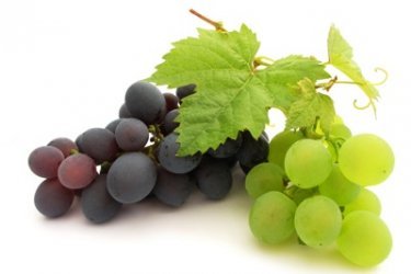 Propagação de uvas por estacas na primavera