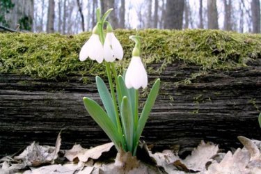 flocos de neve