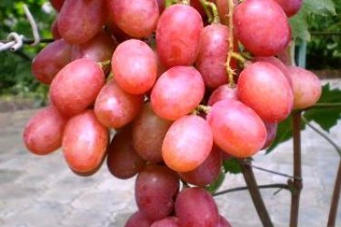 Uvas Anyuta