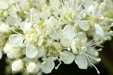 Meadowsweet