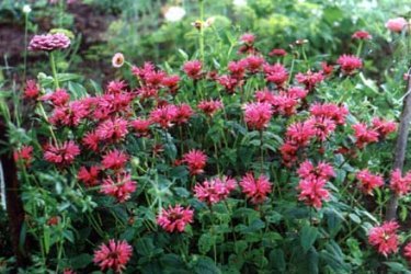 Monarda