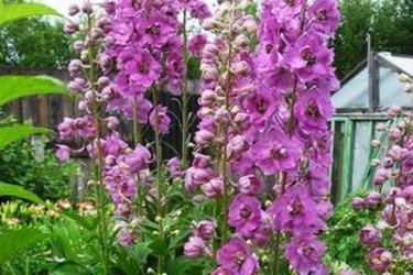 Delphinium