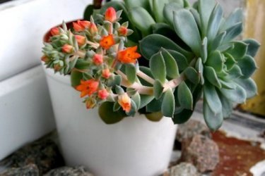 Echeveria