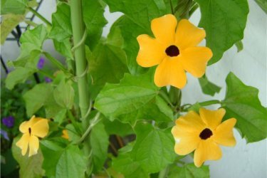 Thunbergia