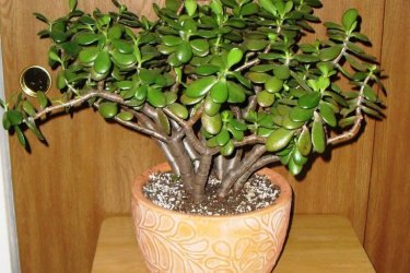 Crassula