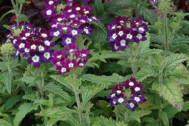 Verbena