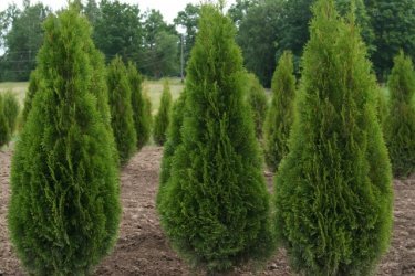 Thuja