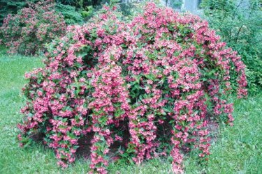 Weigela