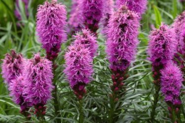 Liatris