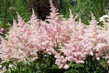 Astilbe