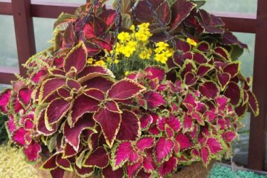 Coleus