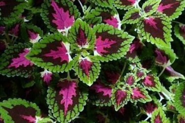 Coleus