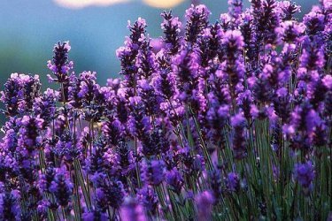 Lavanda