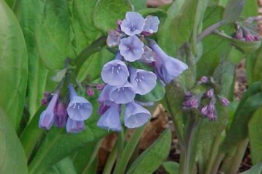 Mertensia