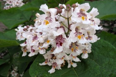 Catalpa