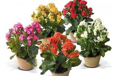 Kalanchoe