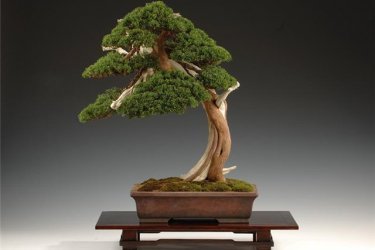 Bonsai