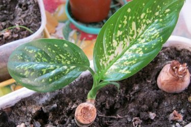 Dieffenbachia