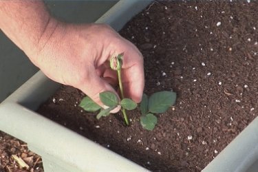 Plantando uma rosa