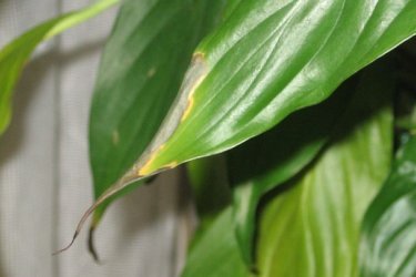 Spathiphyllum