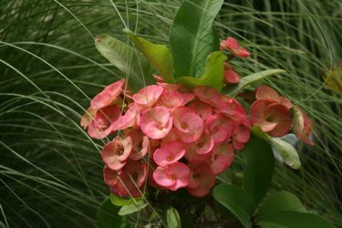 Milha Euphorbia