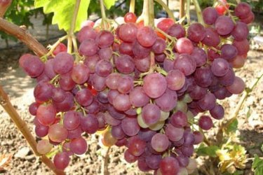 Uvas Líbia