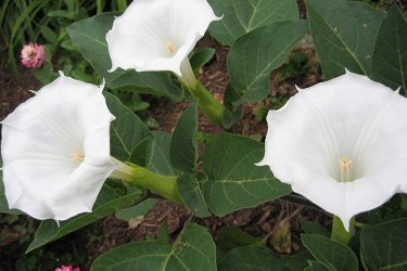 Datura