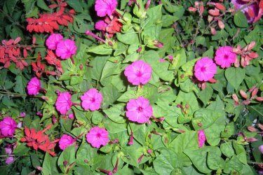 Mirabilis jalapa