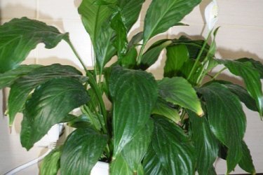 Spathiphyllum em casa