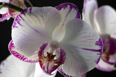 Flores de orquídea durante a floração