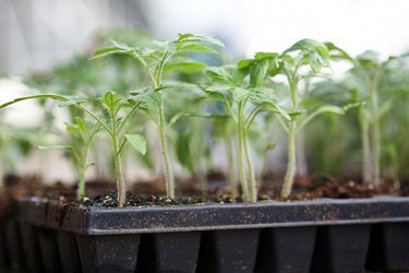 Tomates para mudas