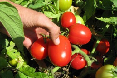 Frutos de uma determinada planta 