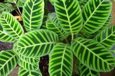 Zebra Calathea