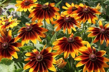 rudbeckia