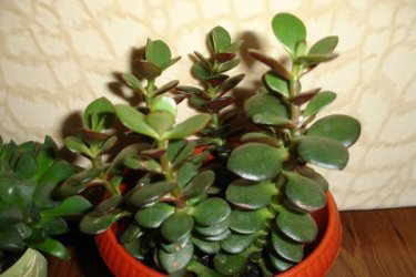 Crassula ovata