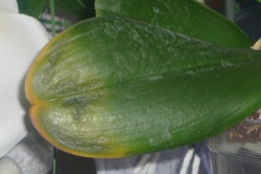 Orquídea fica amarela