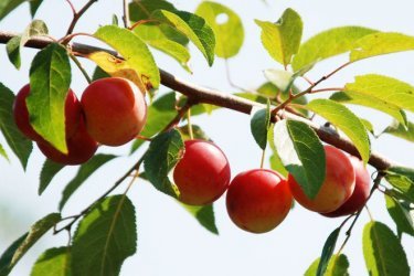 Frutas de ameixa em geral