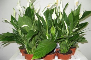 Spathiphyllum ou "felicidade feminina"