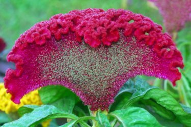 Pente Celosia