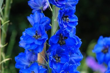 Delphinium