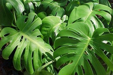 Monstera (folhas)