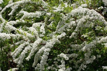 Spiraea arguta